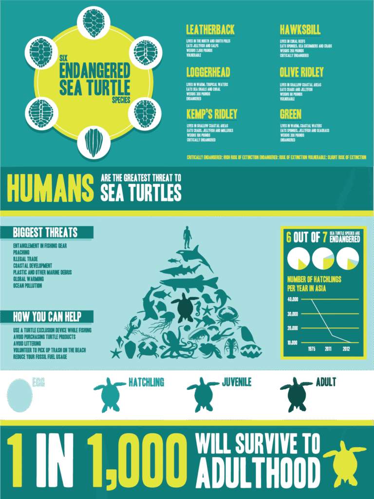 sea-turtle-threats