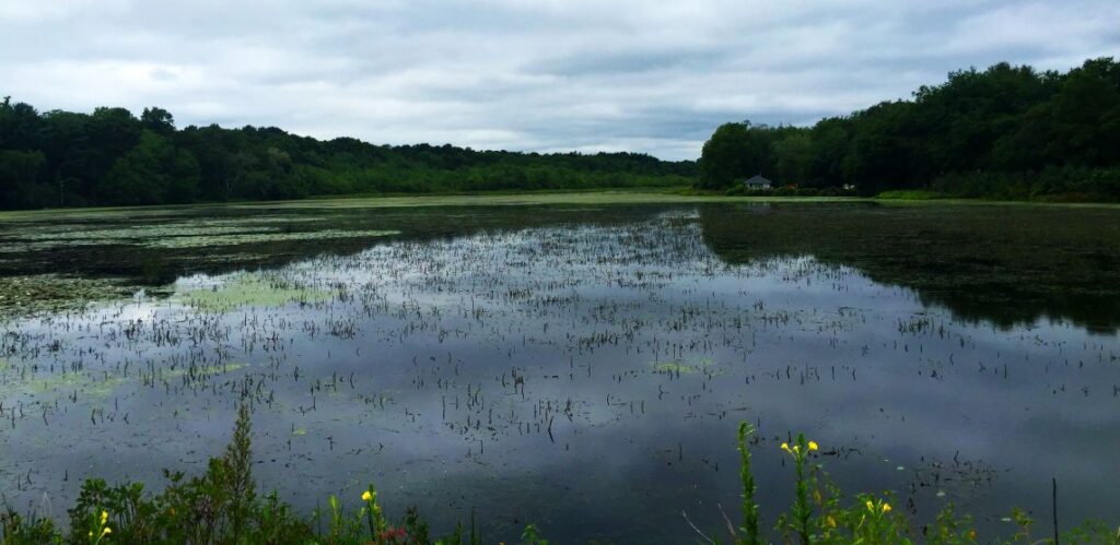 pwgc yaphank lower lake restoration